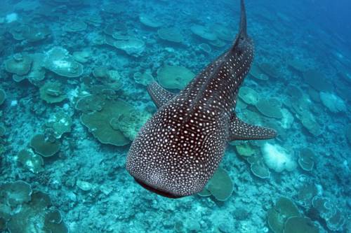 Maamigili Maldives Promo Code Booking.com